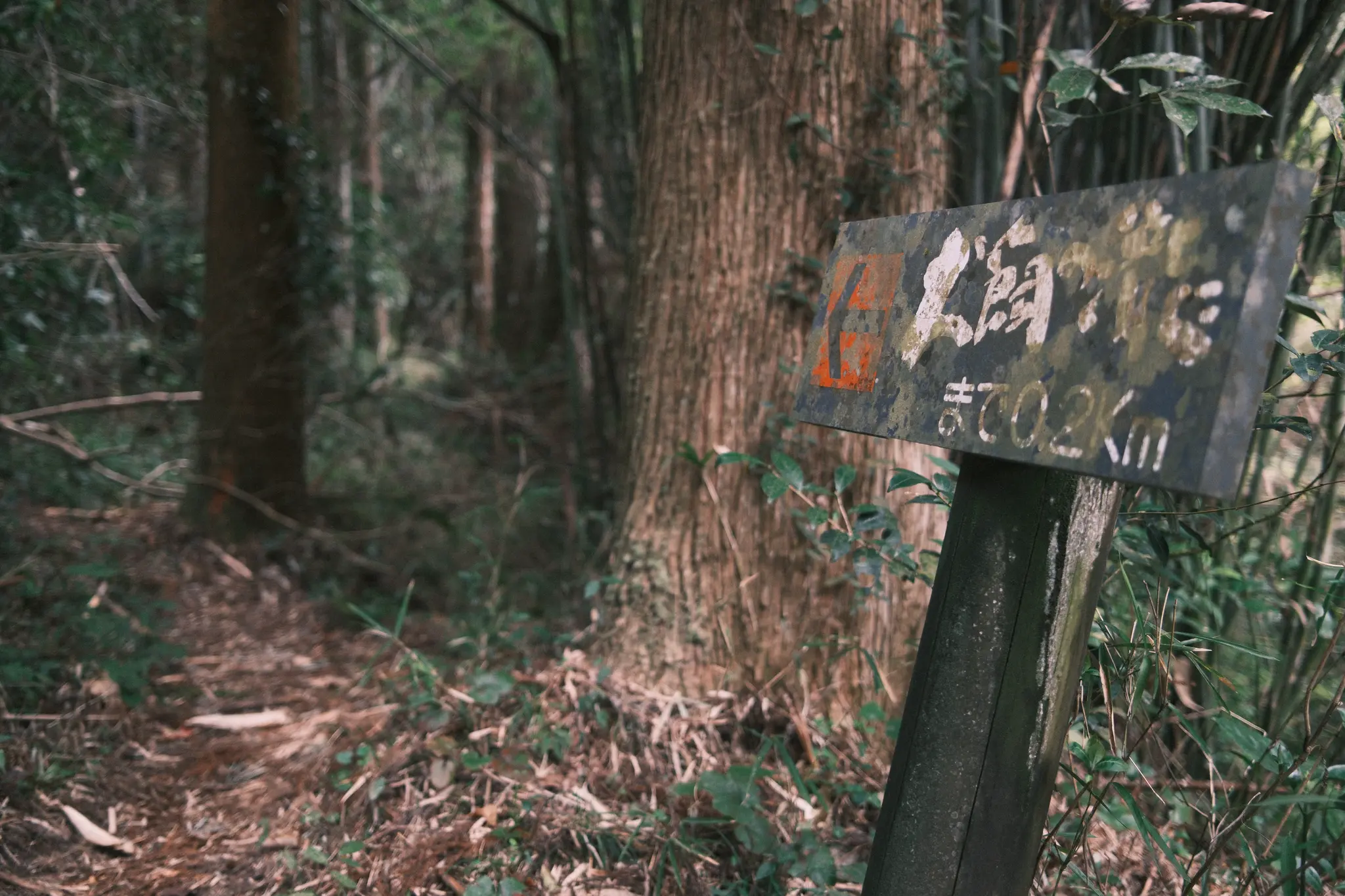 FUJIFILM X100VI, 2026-03-17