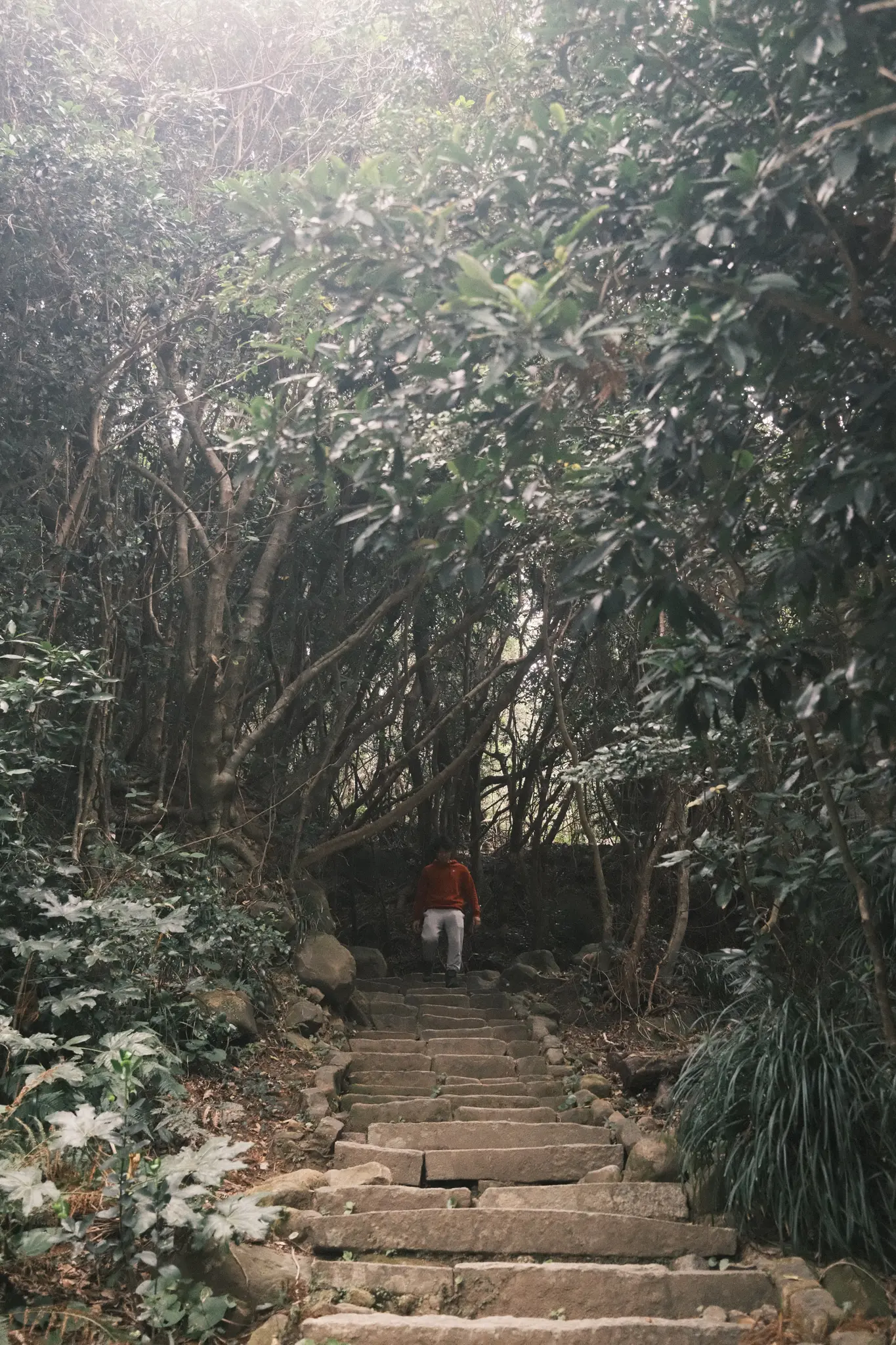 FUJIFILM X100VI, 2026-03-18